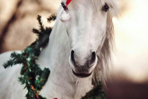 kerst pony