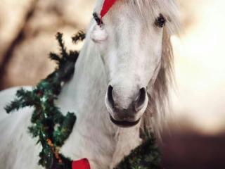 kerst pony